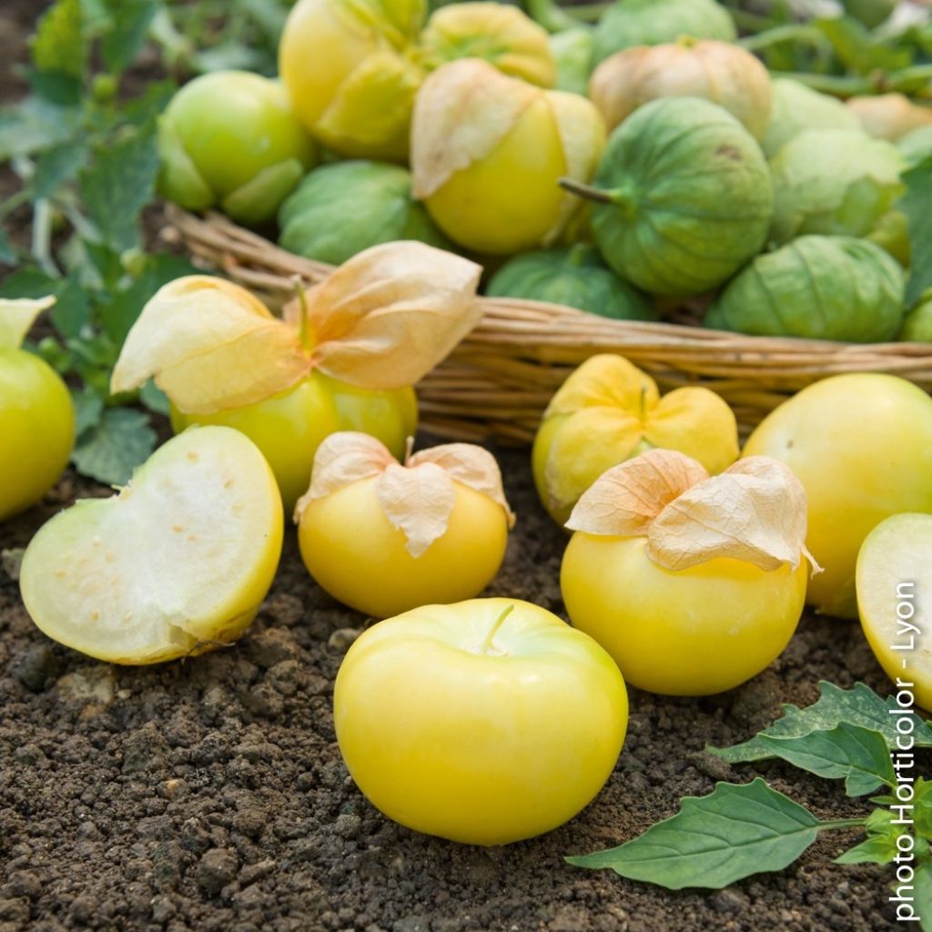 Tomatillo Mexicano Bio - Ferme de Sainte Marthe