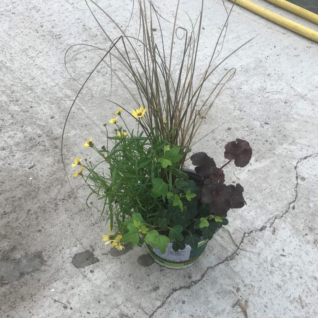 Composição Full of Joy — conjunto de 4 plantas