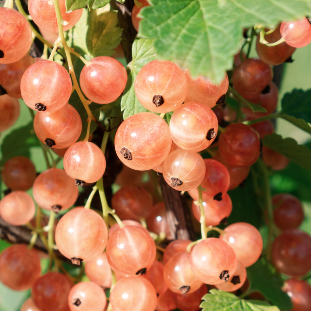 Groselheira-vermelha Glória dos - Ribes rubrum