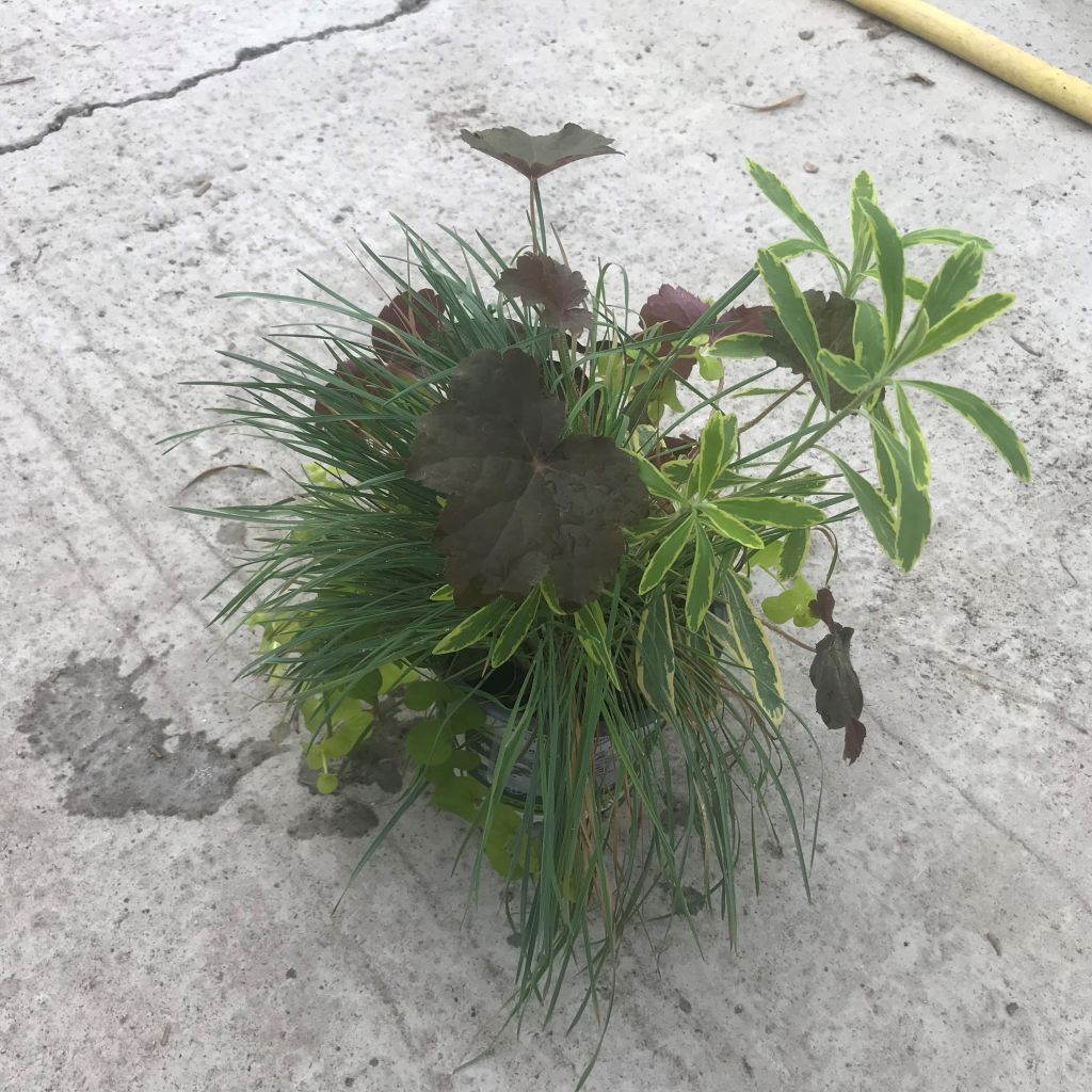 Composição Luz de Outono — 4 plantas