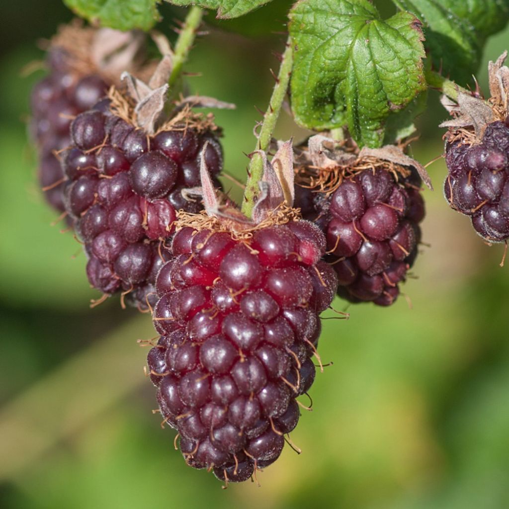 Amora Buckingham Tayberry - Rubus Tayberry