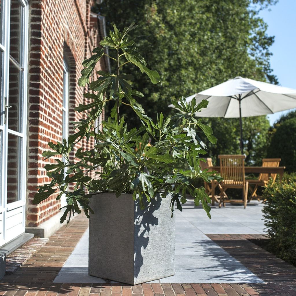 Figueira-anã Figality - Ficus carica