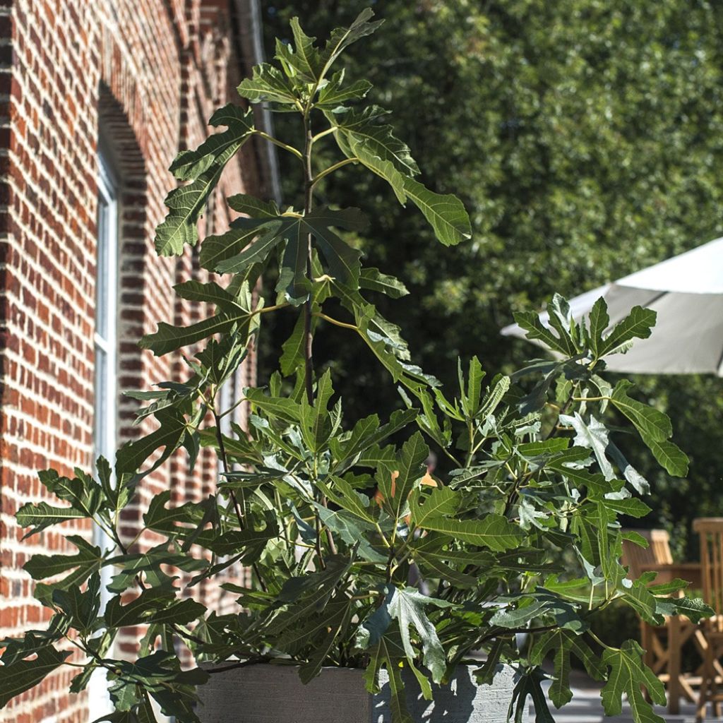 Figueira-anã Figality - Ficus carica