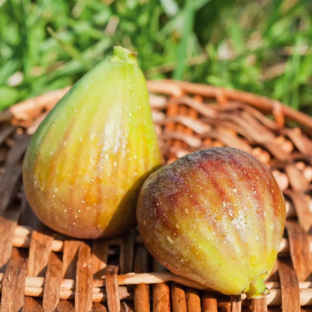 Figueira Gota de Ouro - Ficus carica