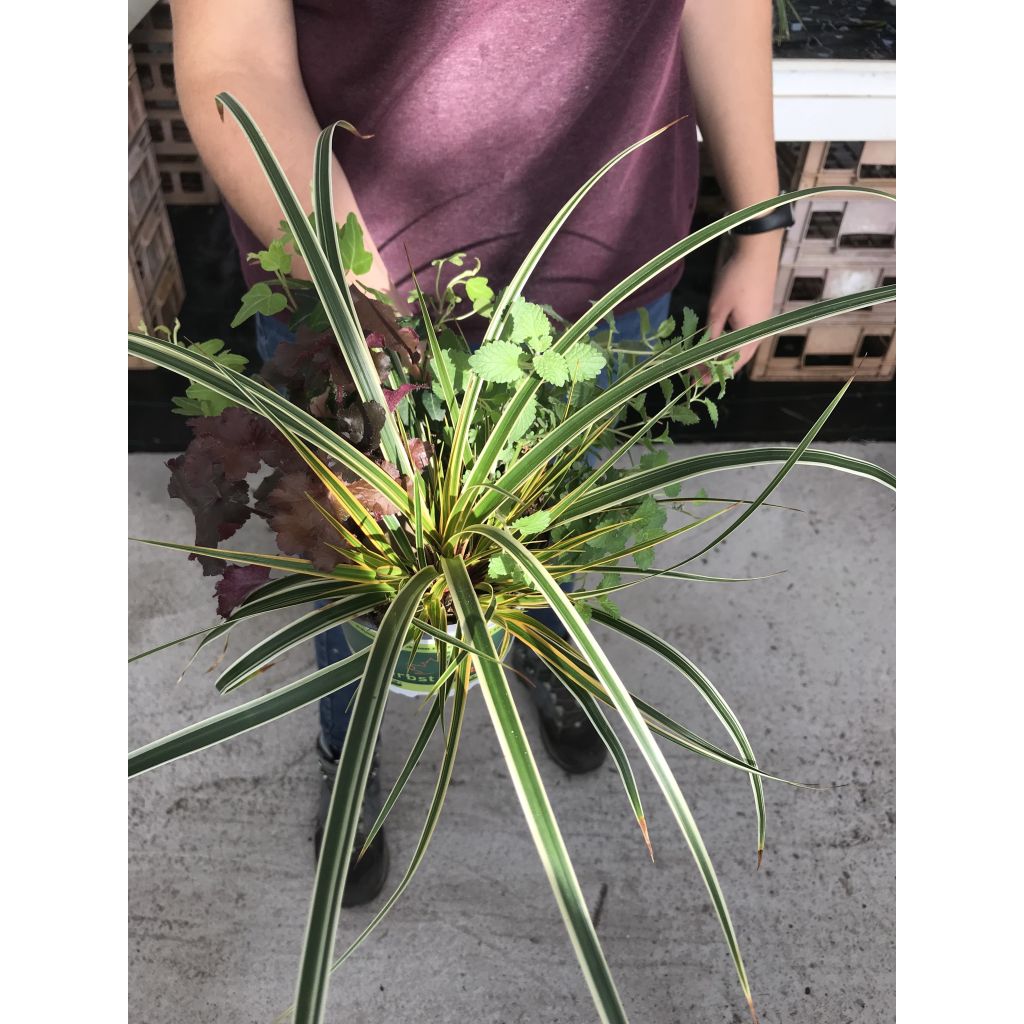 Composição Encanto de Outono - conjunto de 4 plantas