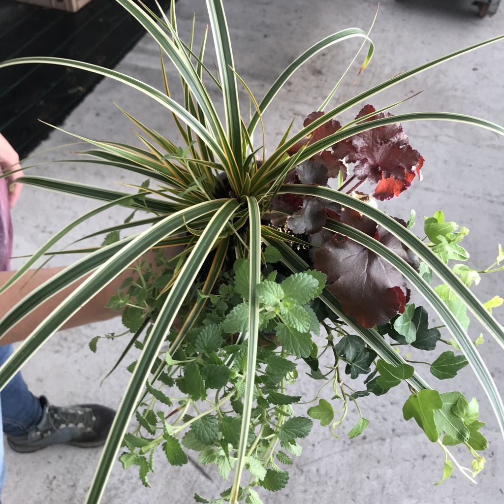 Composição Encanto de Outono - conjunto de 4 plantas