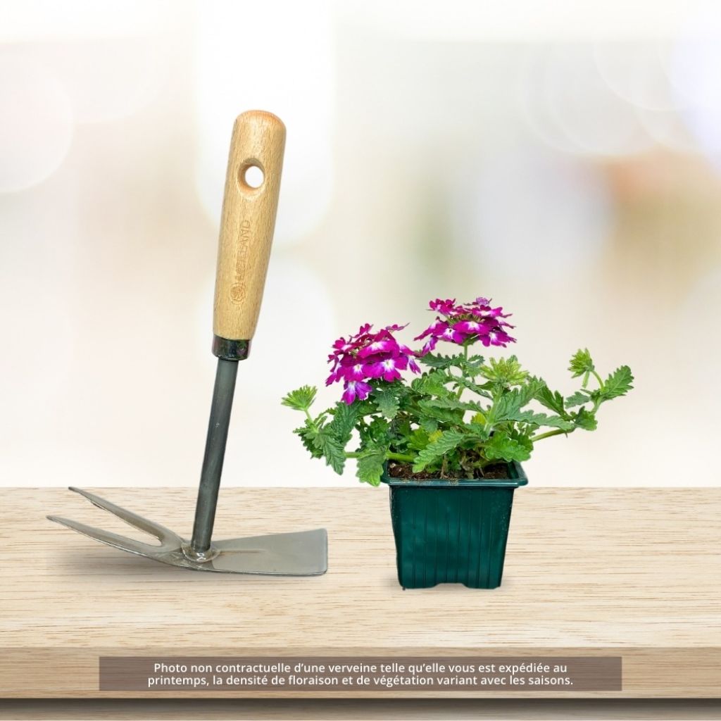 Verbena Superbena Royale Peachy Keen