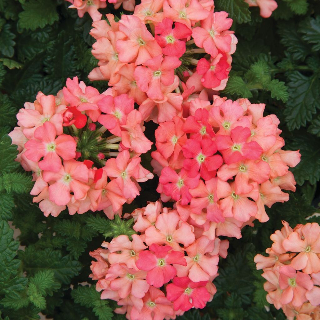 Verbena Superbena Royale Peachy Keen