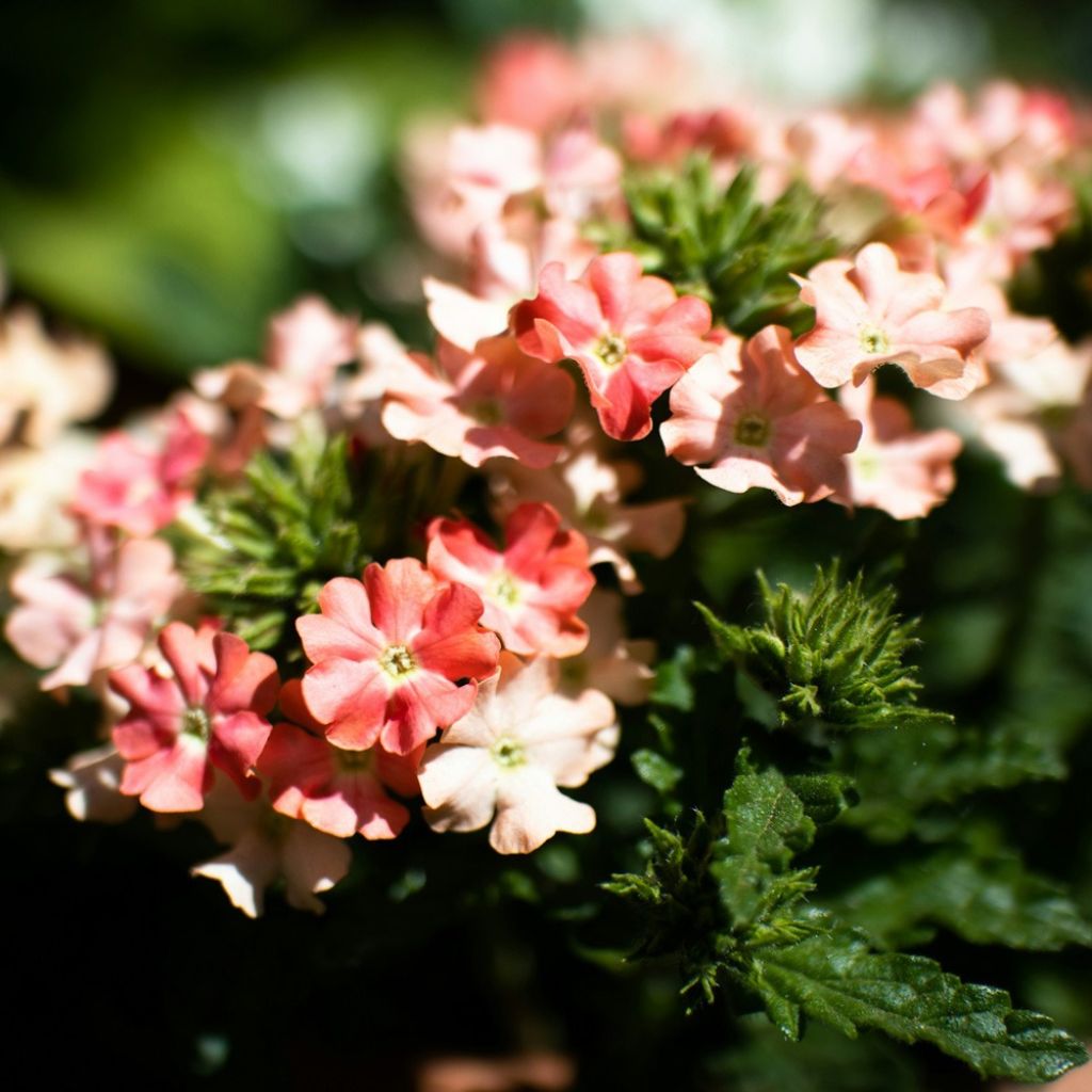 Verbena Superbena Royale Peachy Keen