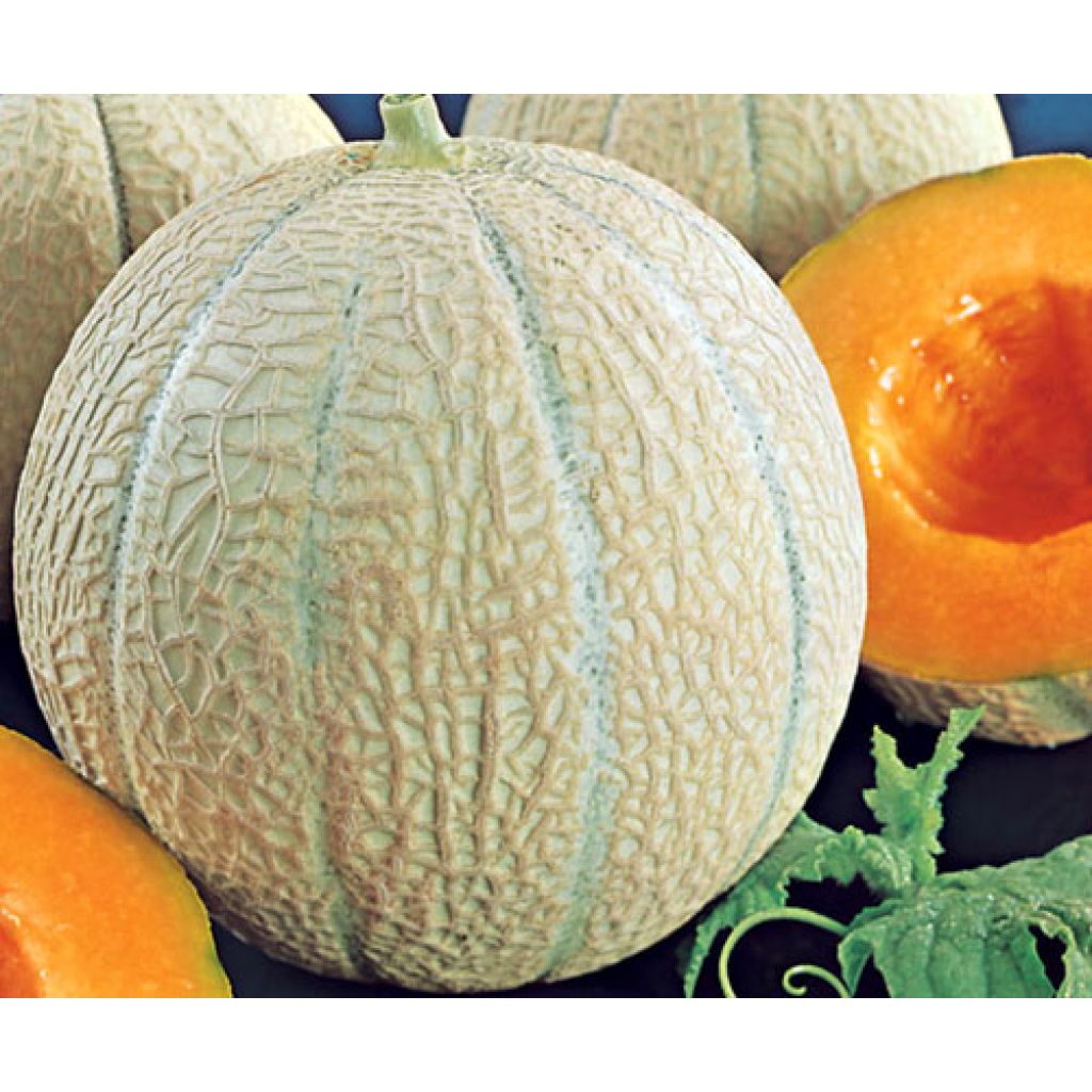 Melão Anastasi F1 plantas jovens Enxertadas