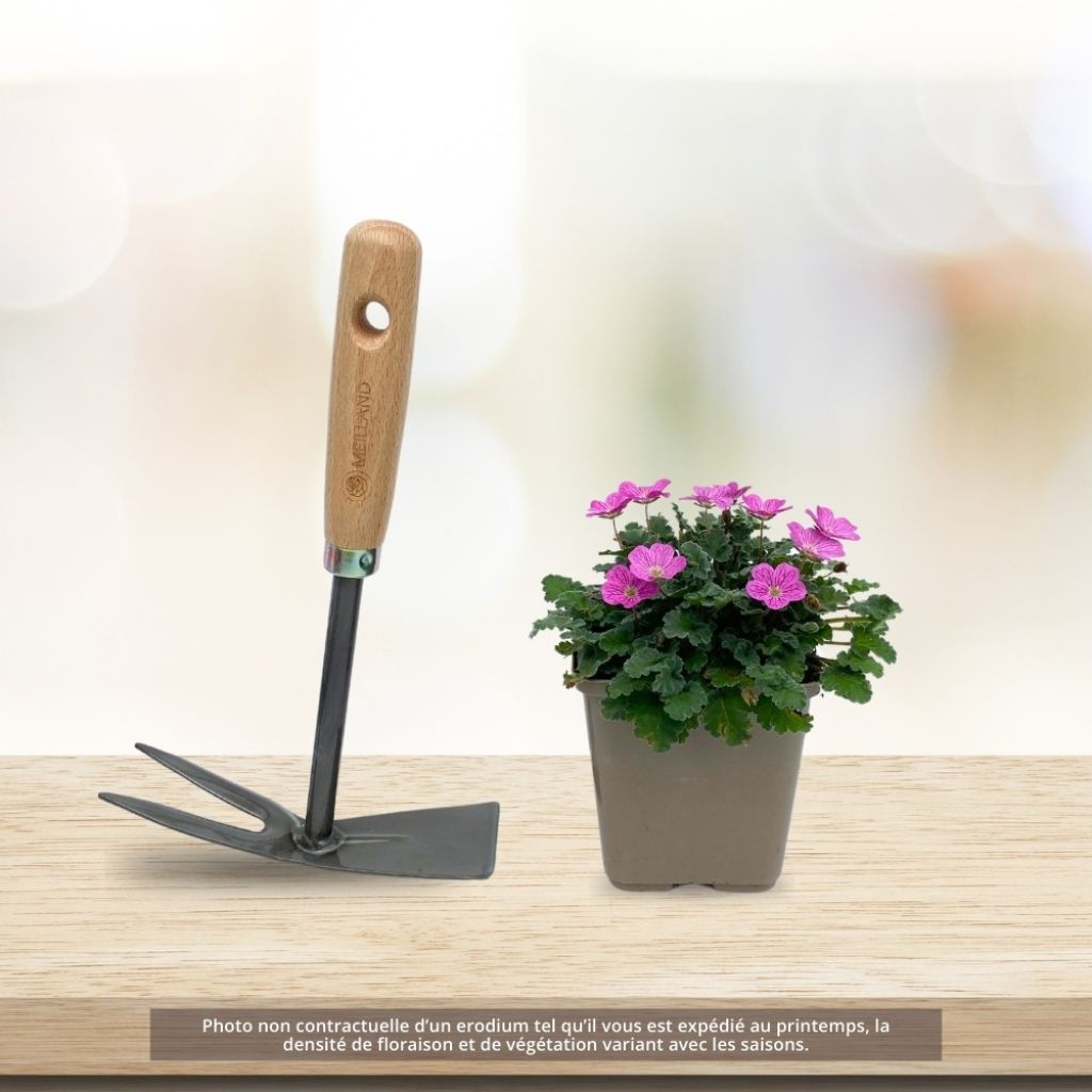 Erodium Bishops Form