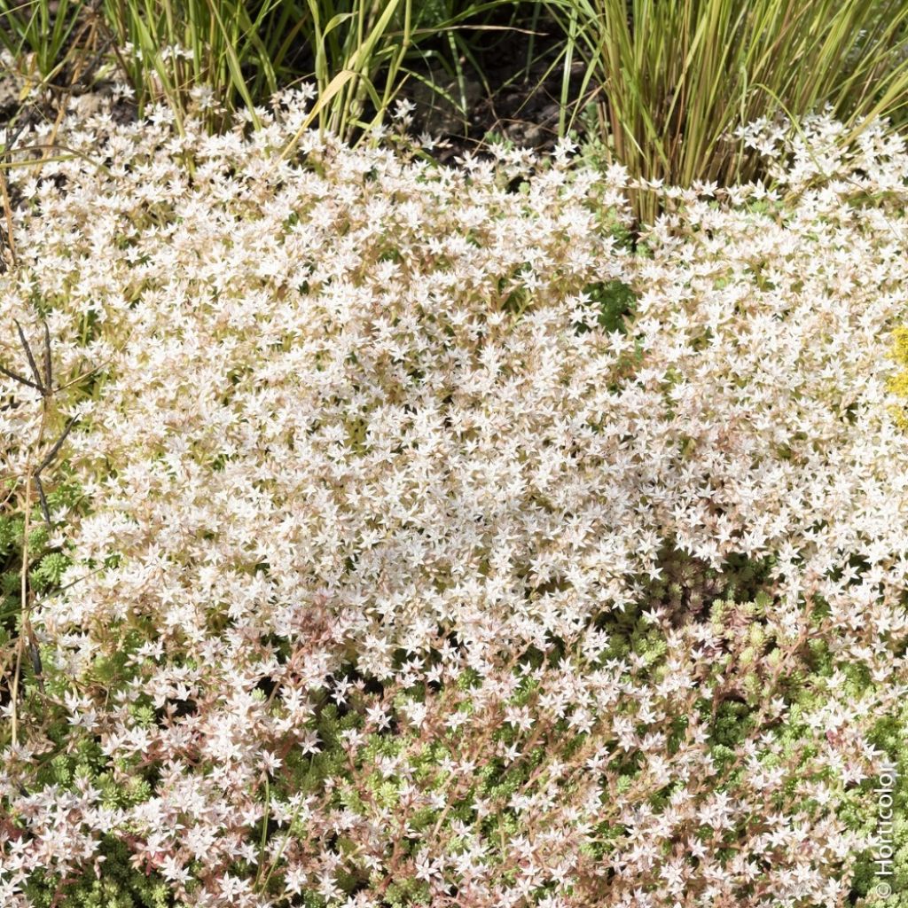 Sedum album Coral Carpet
