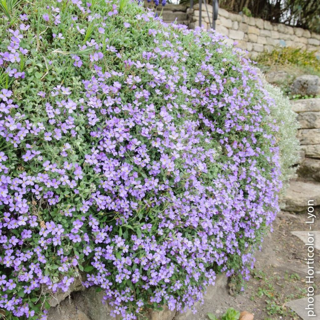 Aubrecia Cascade Azul