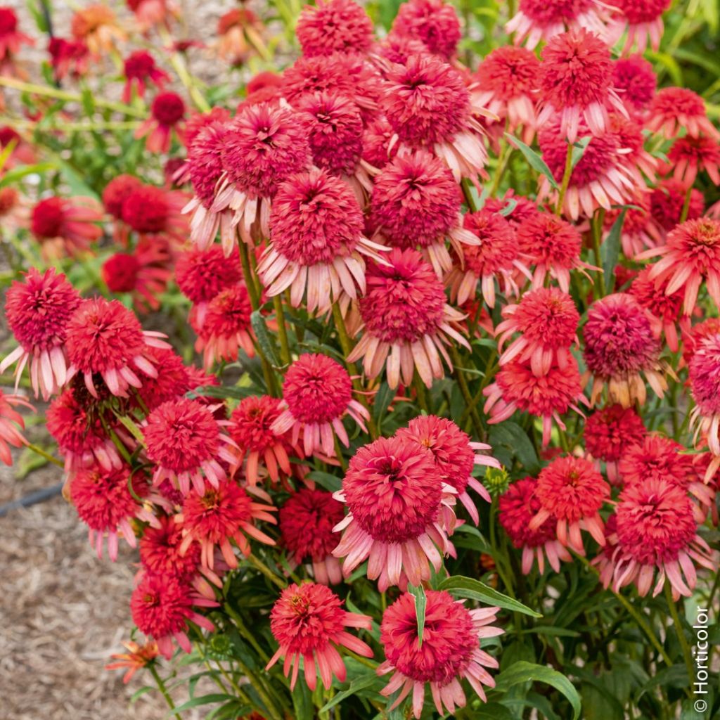 Echinacea purpurea Irresistible