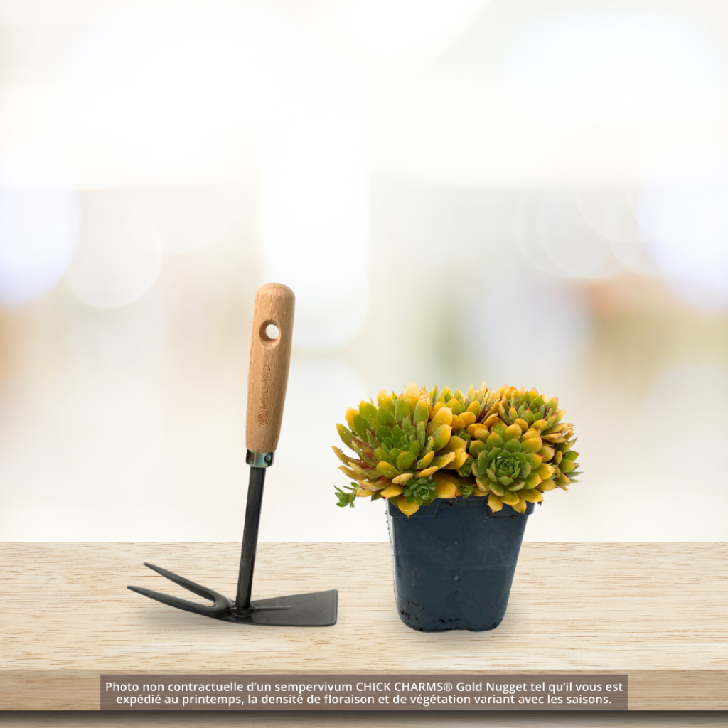 Sempervivum Chick Charms Gold Nugget