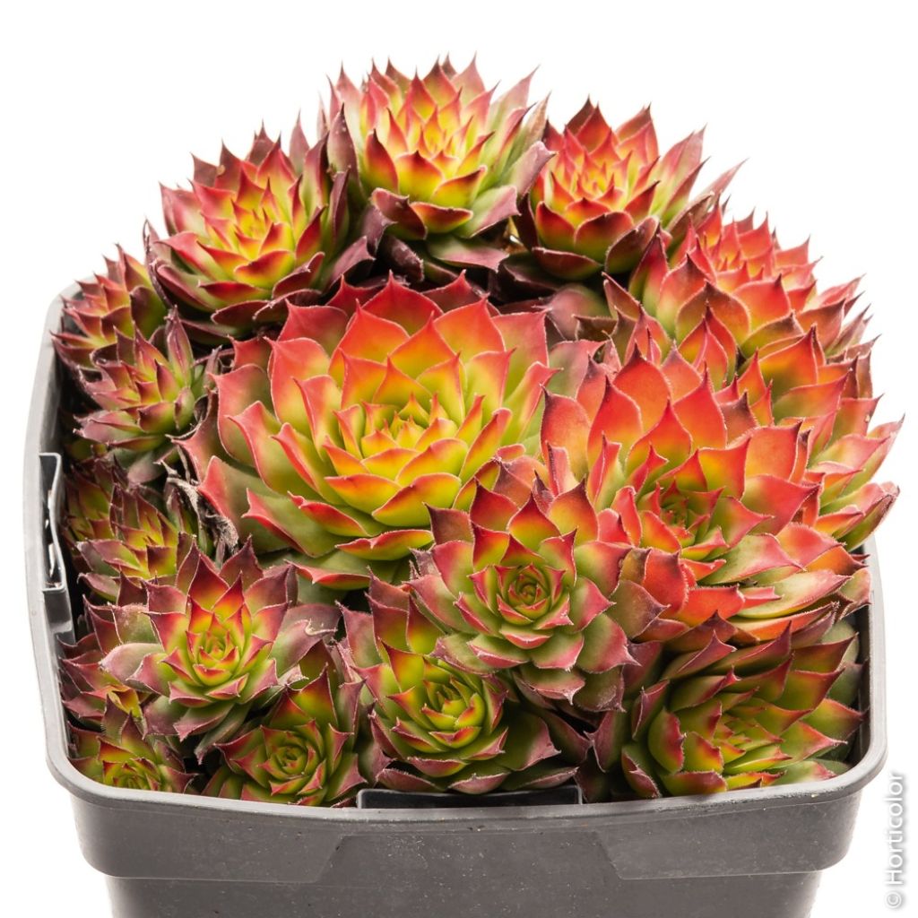 Sempervivum Chick Charms Gold Nugget