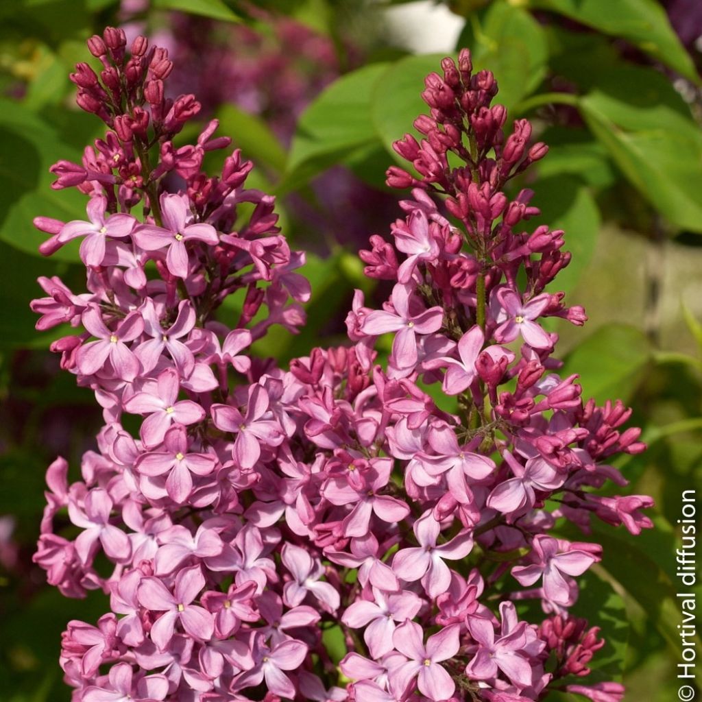 Syringa vulgaris Princesse Sturdza