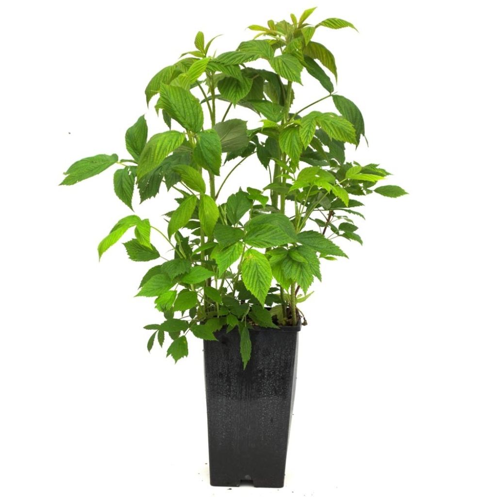 Amora Buckingham Tayberry - Rubus Tayberry