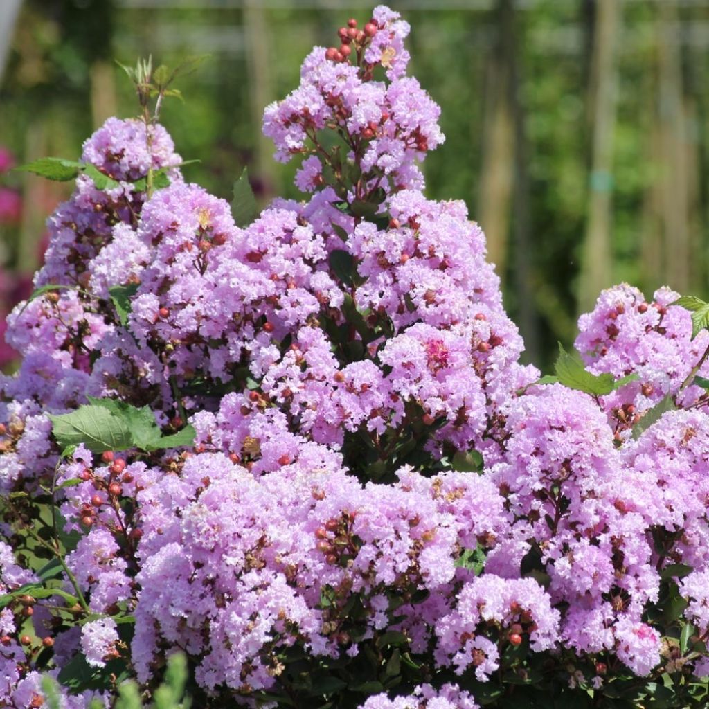 Árvore-de-júpiter Camaïeu d'Eté - Lagerstroemia indica