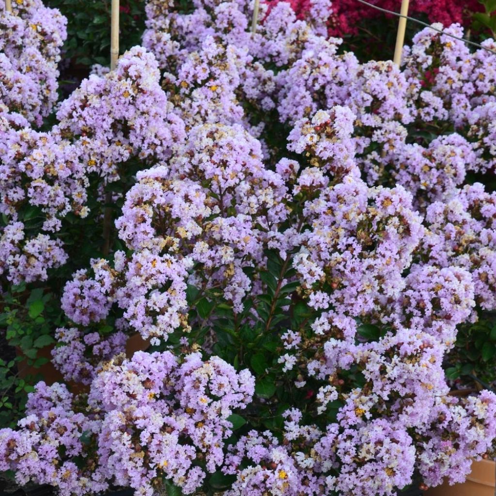 Árvore-de-júpiter Camaïeu d'Eté - Lagerstroemia indica