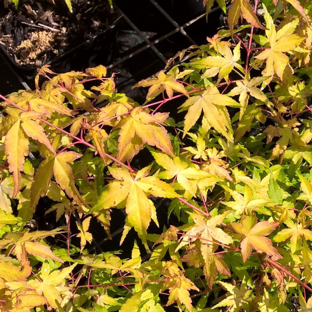 Bordo japonês Ueno Yama - Acer palmatum