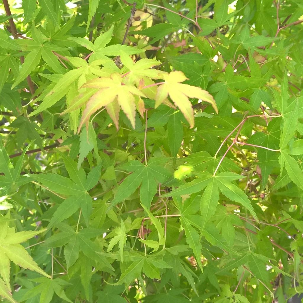 Bordo japonês Ueno Yama - Acer palmatum