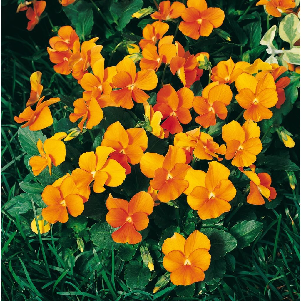 Viola cornuta F1 Penny Orange