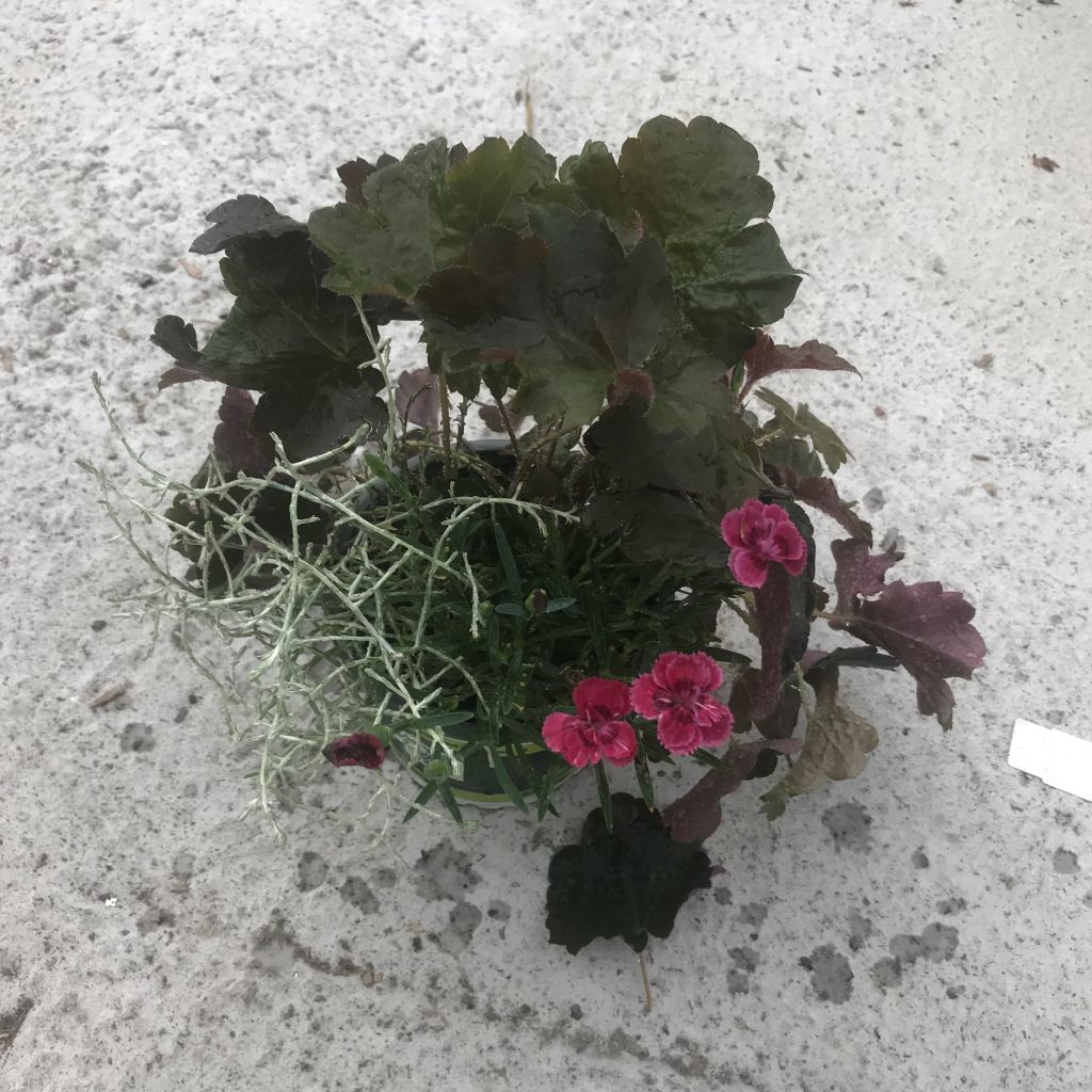 Composição Morning Walk — conjunto de 3 plantas