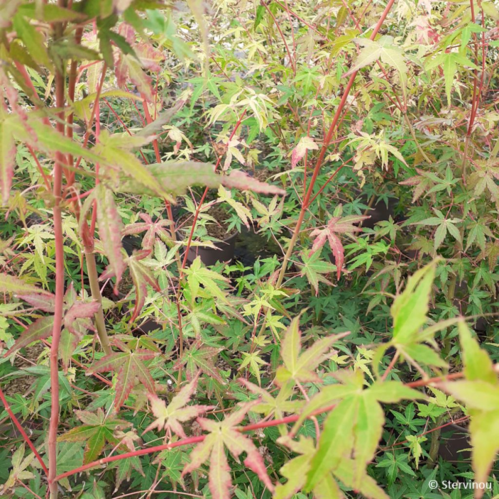 Bordo japonês Ueno Yama - Acer palmatum