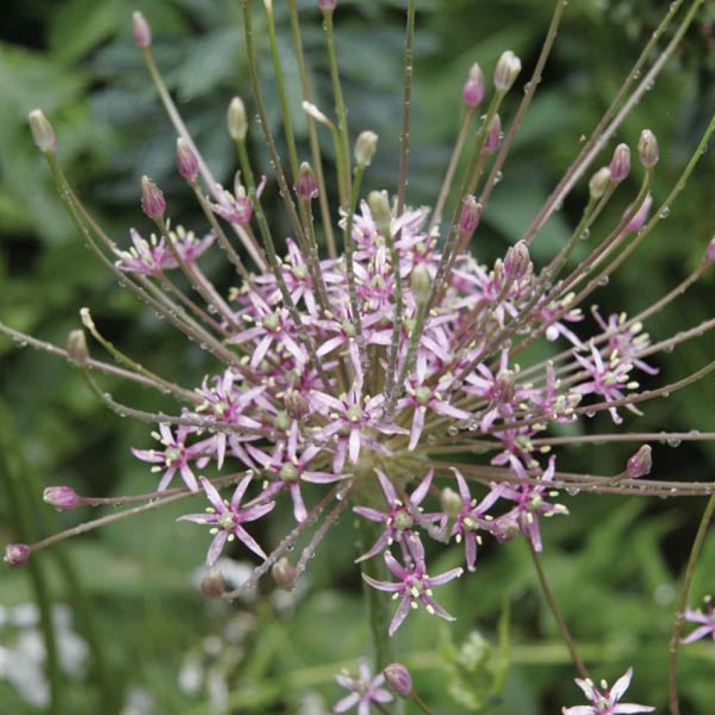 Allium schubertii