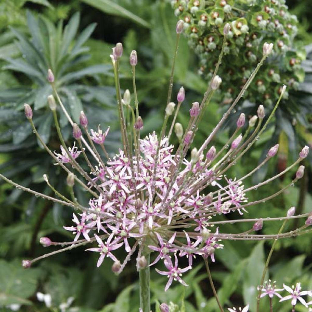 Allium schubertii