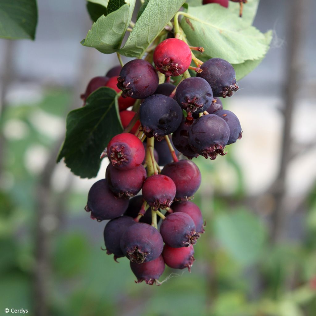 Amelanchier alnifolia Martin - Amora-de-saskatoon