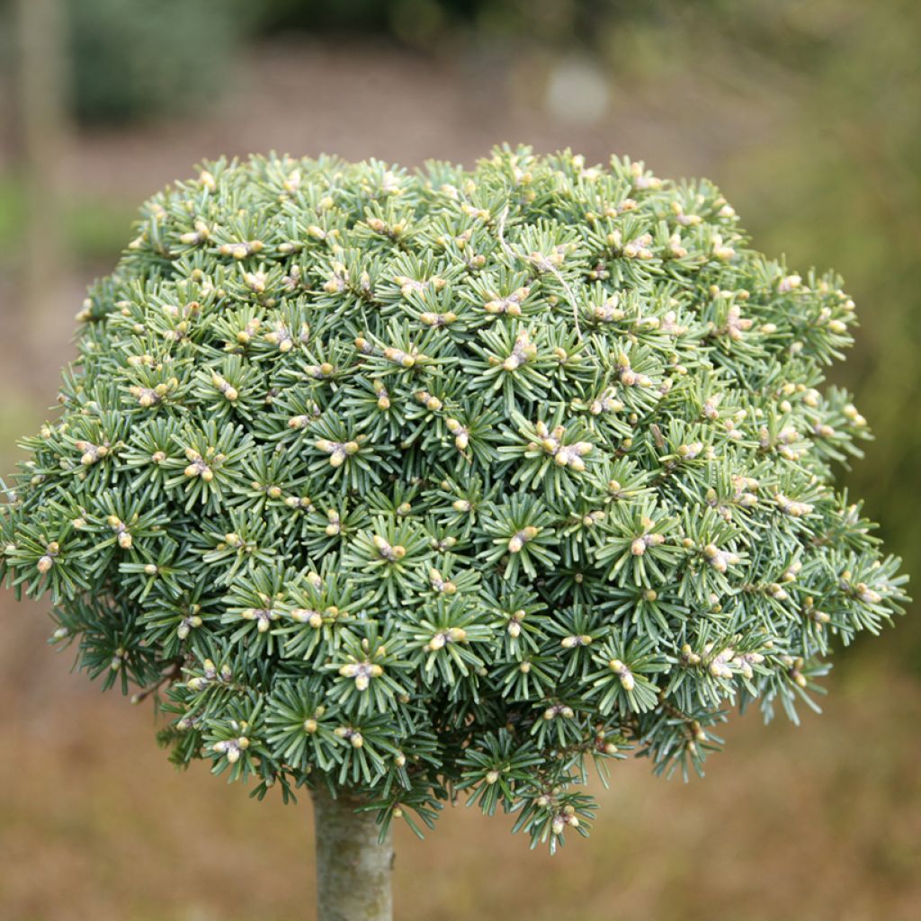 Abies koreana Blauer Eskimo