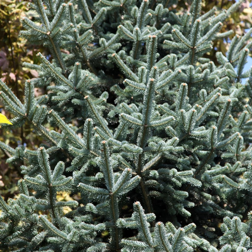 Abies lasiocarpa Argentea