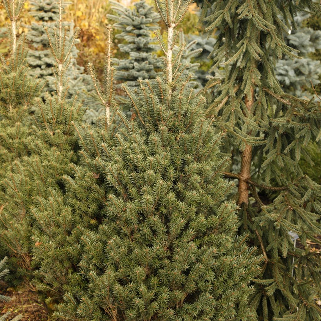 Abies nordmanniana Kulista