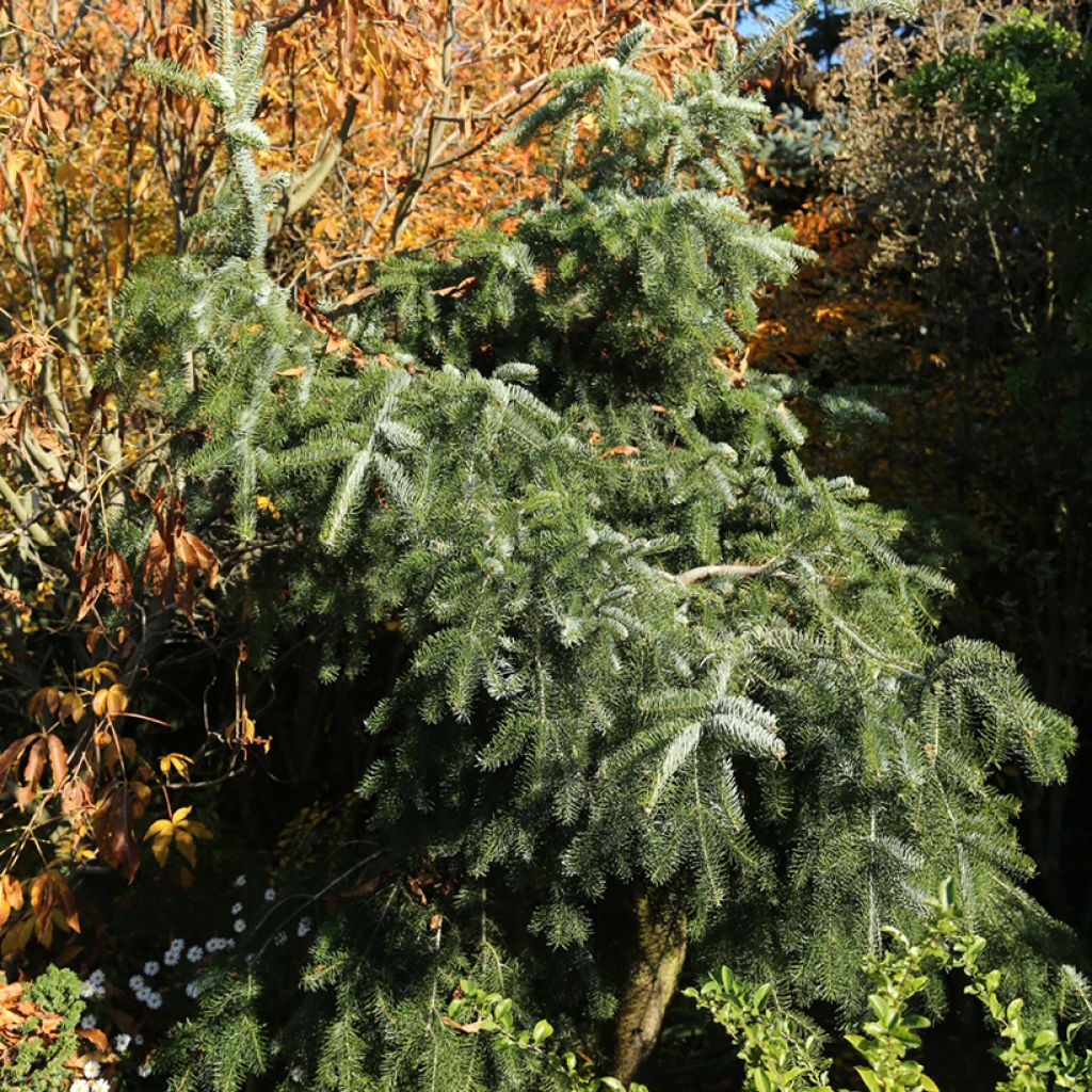 Abies nordmanniana Pendula