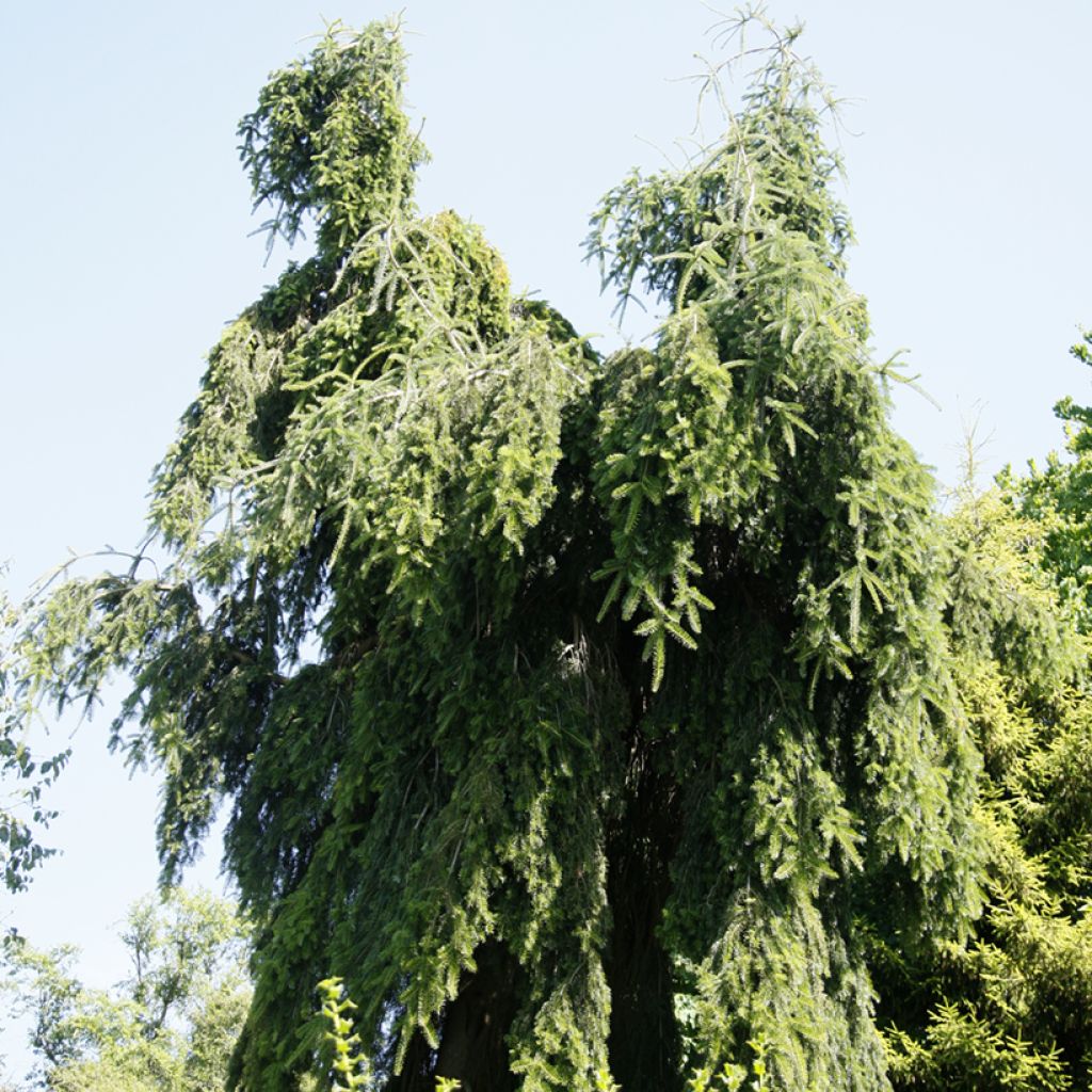 Abies nordmanniana Pendula