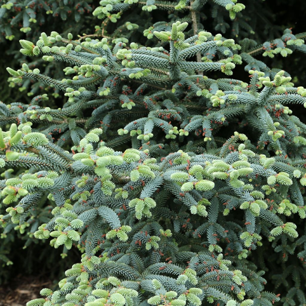 Abies pinsapo Glauca