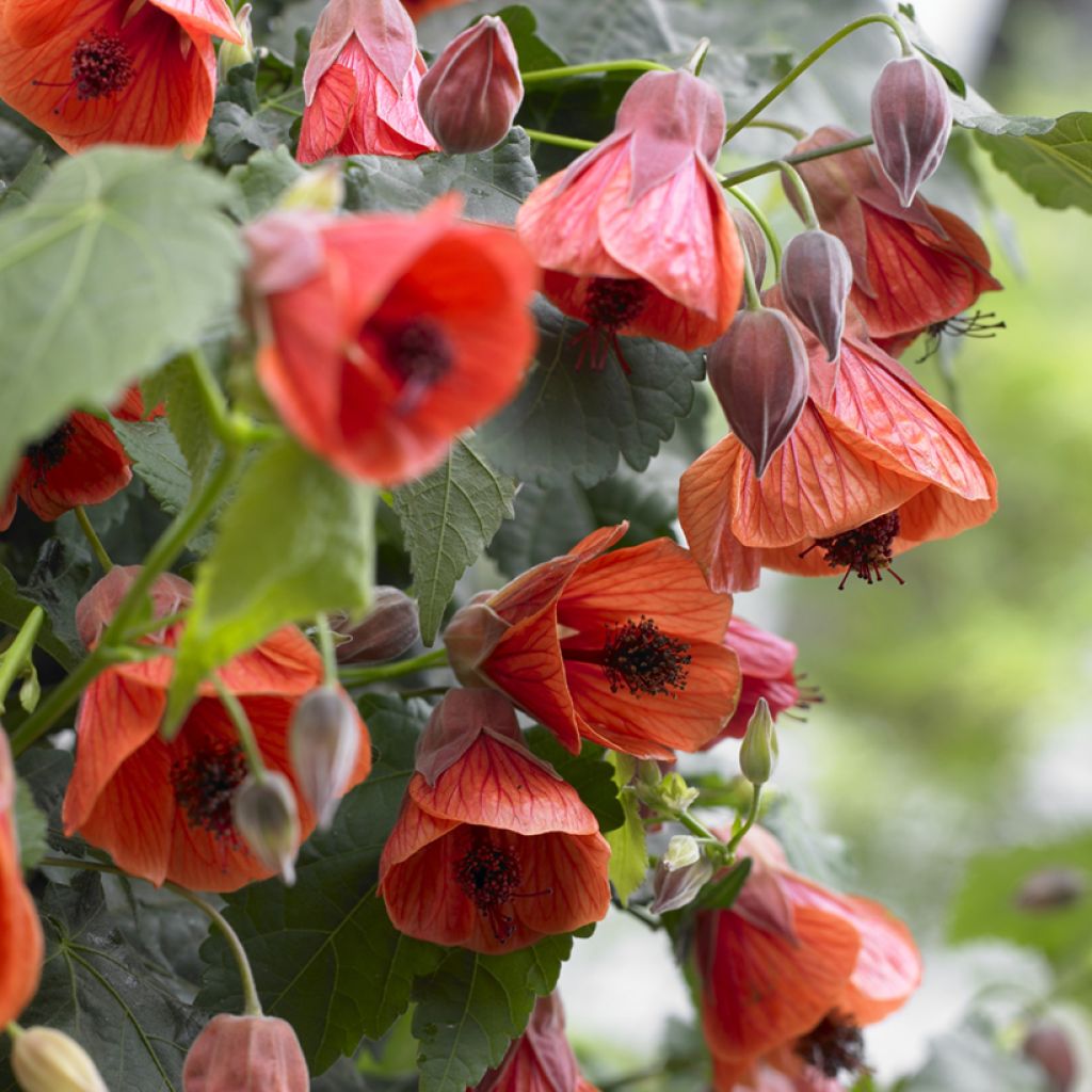 Abutilon megapotamicum Red Trumpet