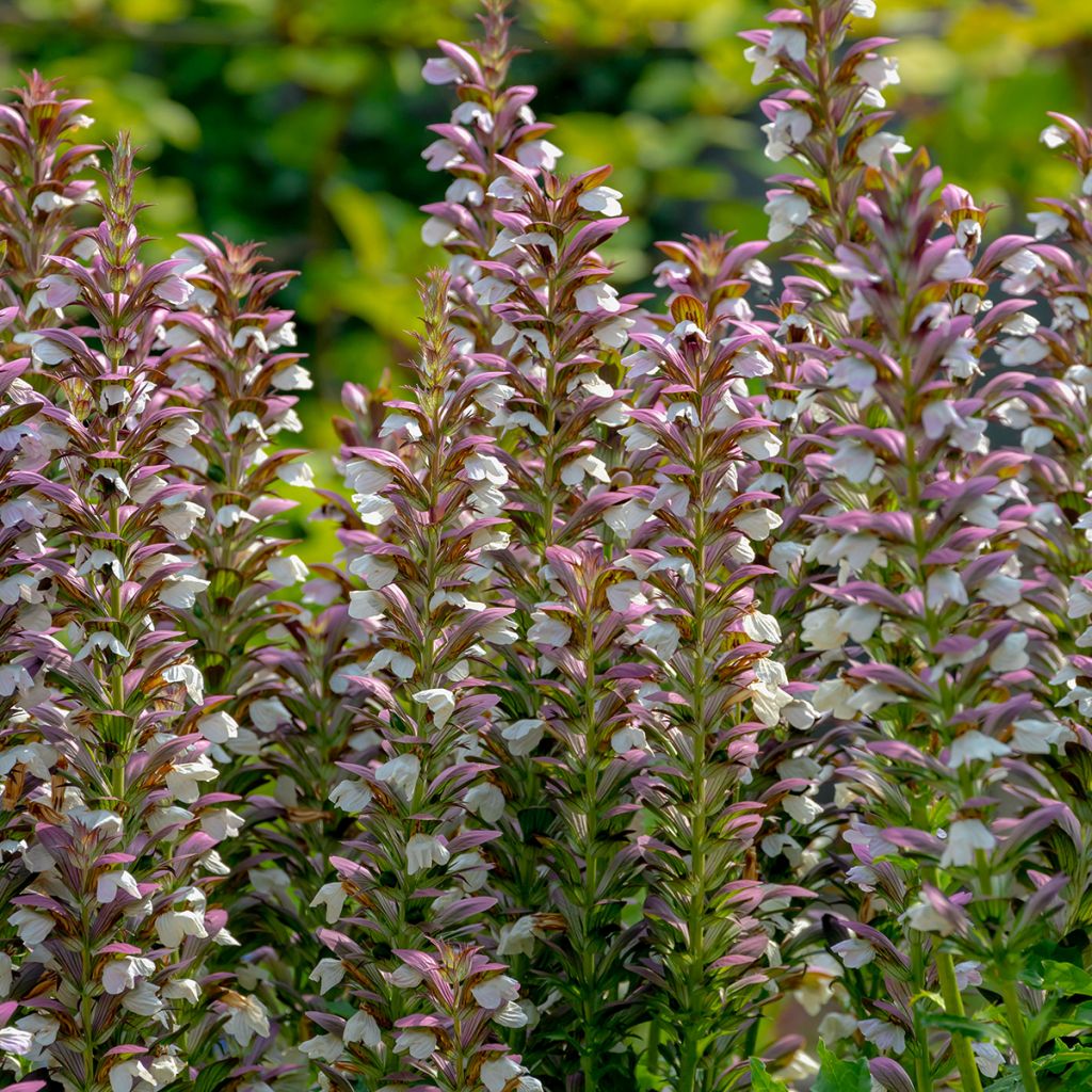 Acanthus spinosus