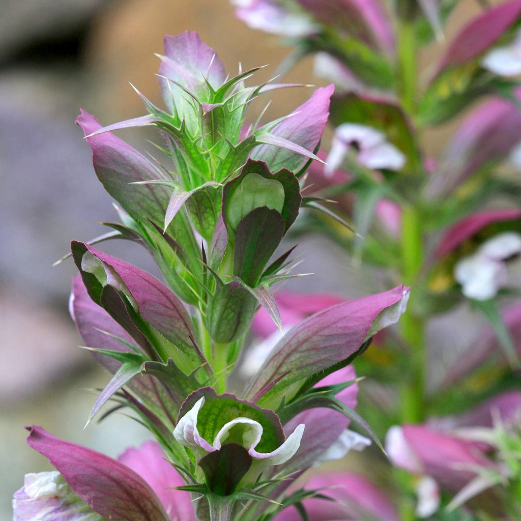 Acanthus spinosus