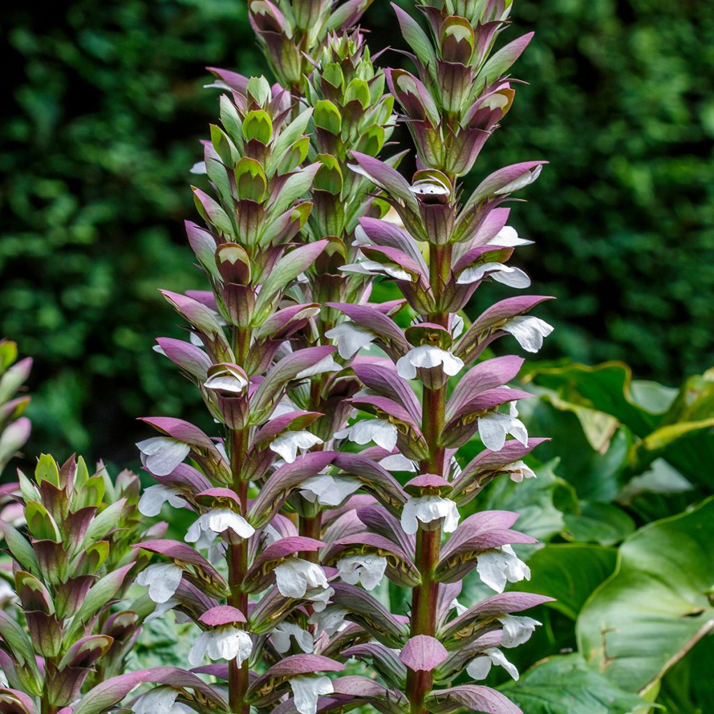 Acanthus spinosus