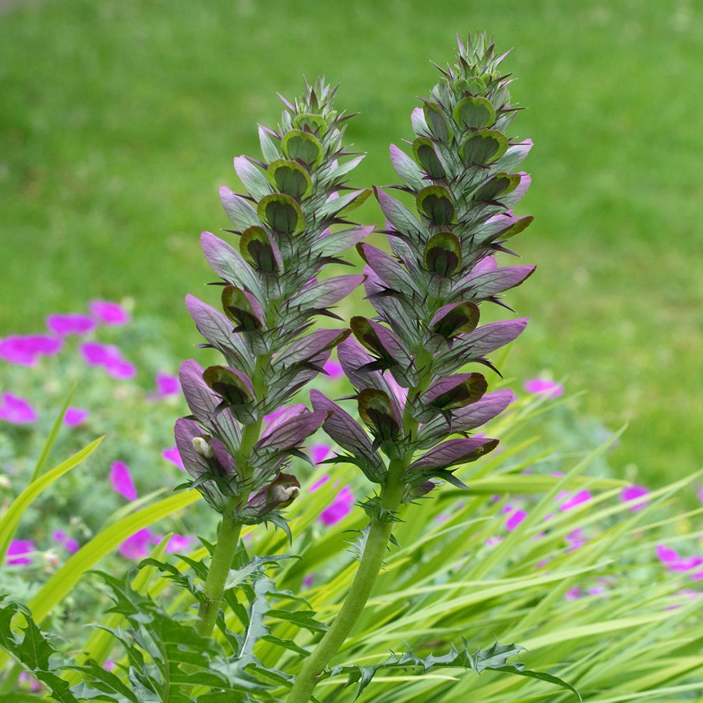 Acanthus spinosus