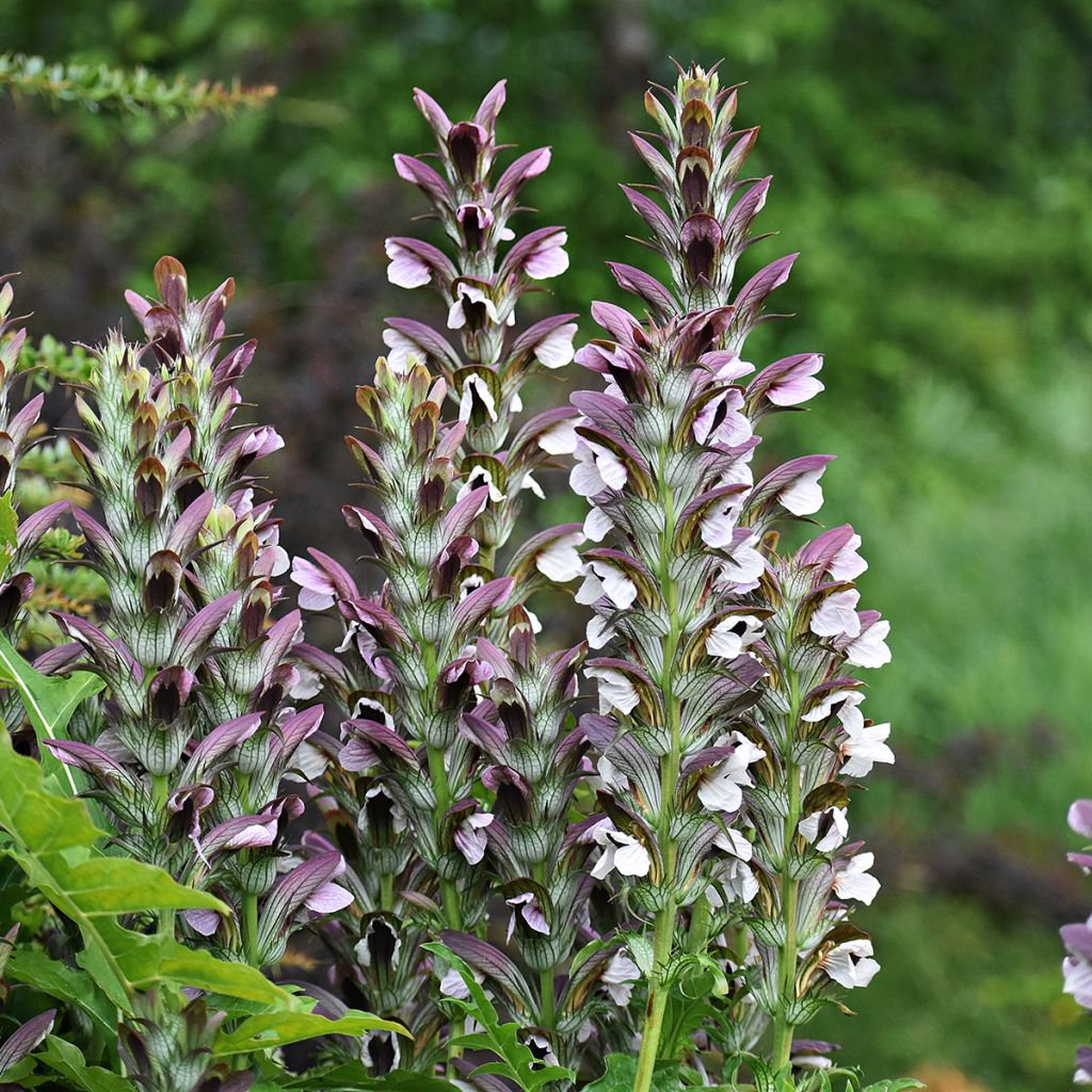 Acanthus mollis