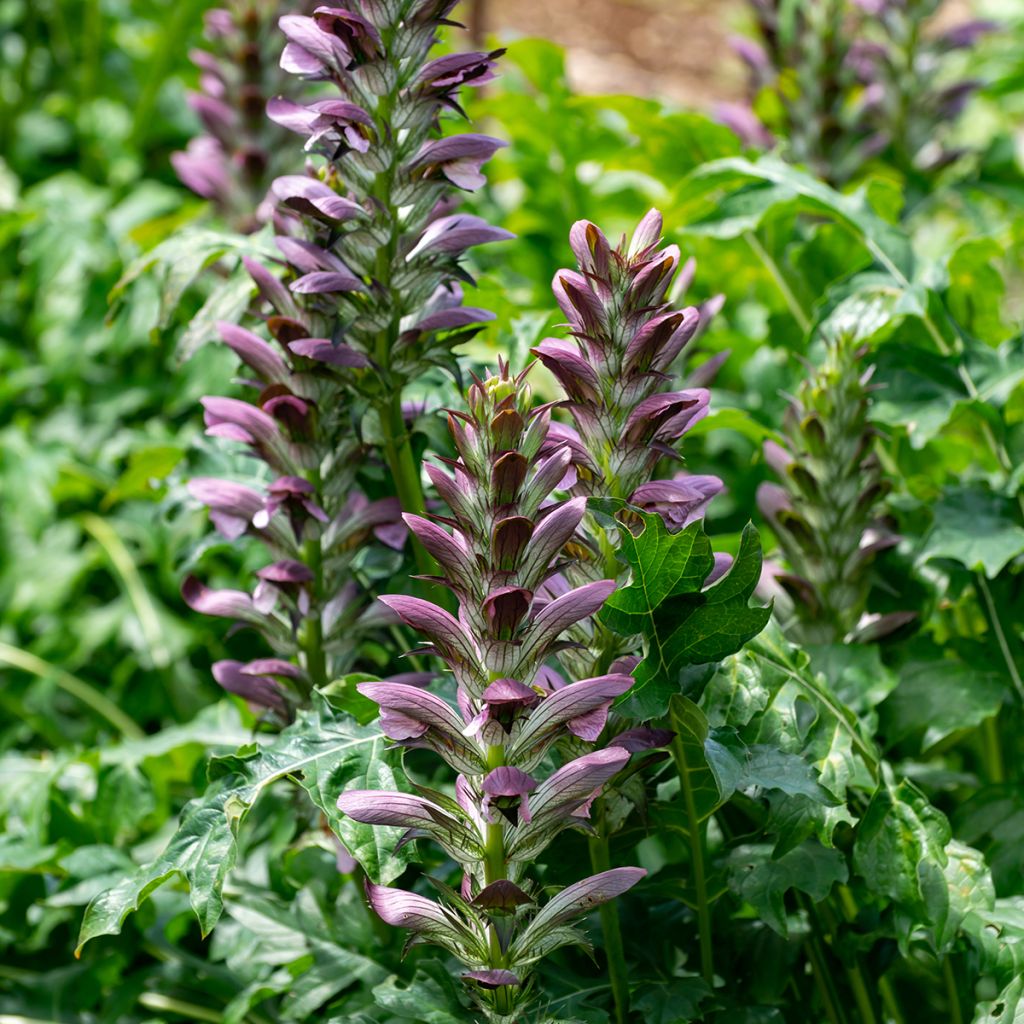 Acanthus mollis