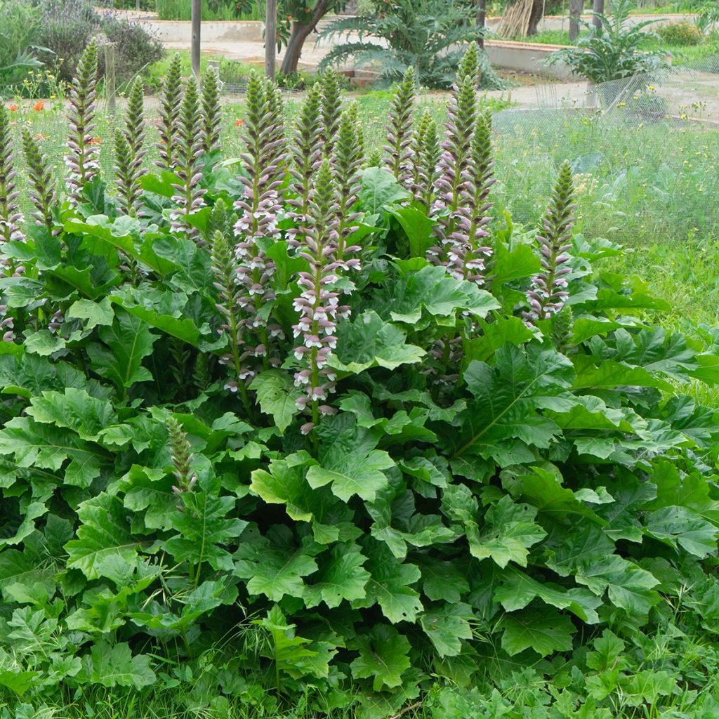 Acanthus mollis