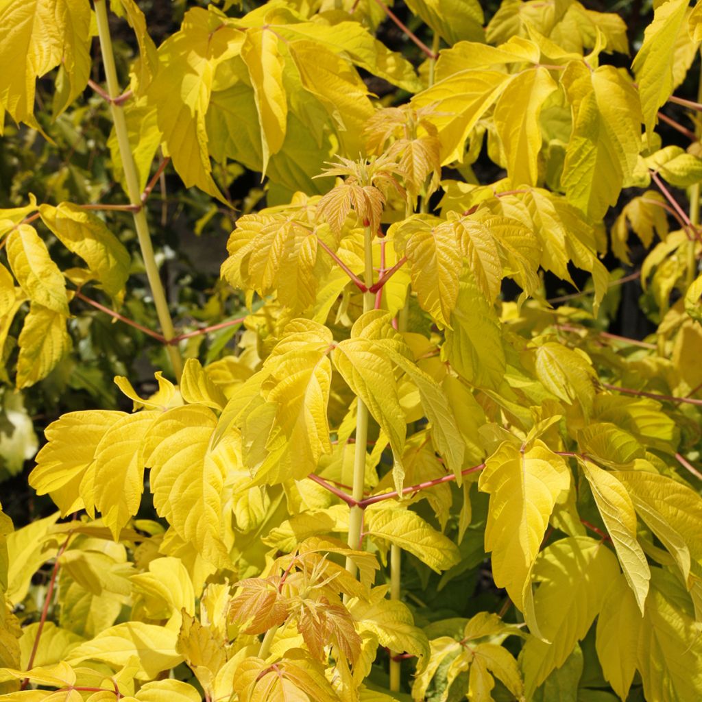 Bordo-negundo Auratum - Acer negundo
