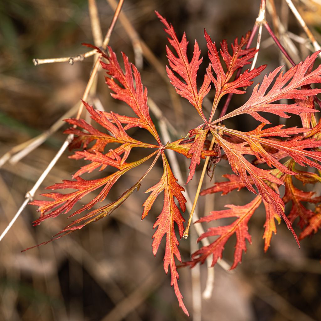 Ácer-do-japão Dissectum Orangeola - Acer palmatum