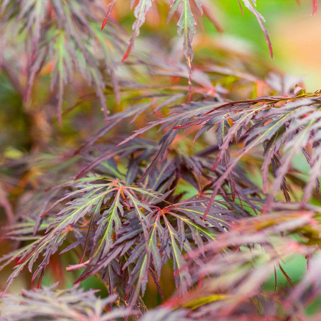 Ácer-do-japão Dissectum Ornatum - Acer palmatum