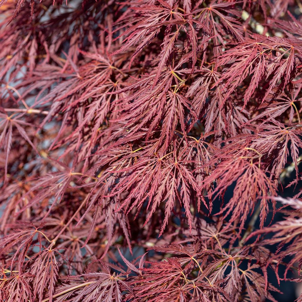 Ácer-do-japão Dissectum Ornatum - Acer palmatum